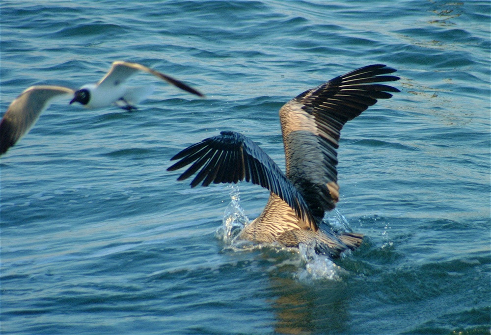 (46) Dscf0977 (pelicans).jpg   (1000x683)   309 Kb                                    Click to display next picture